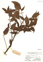 藏品(阿里山灰木)的圖片